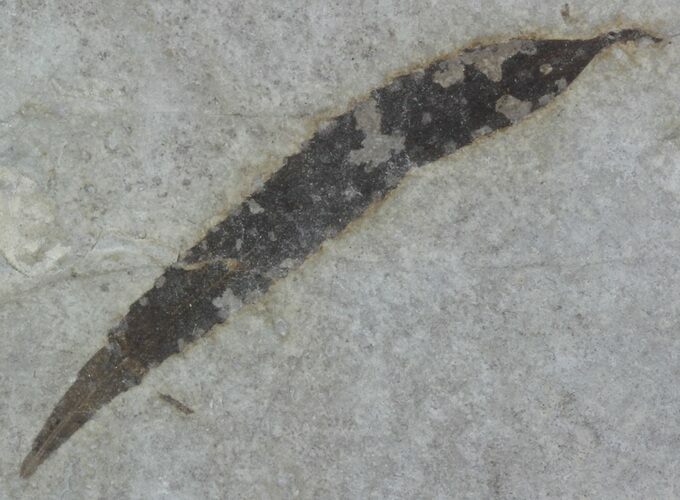 Fossil Salix (Willow) Leaf - Green River Formation #57268